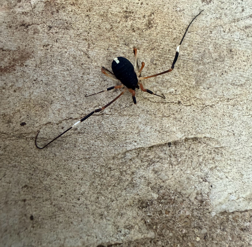 Dalquestia formosa