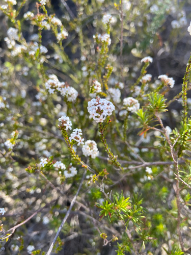 Leucopogon microphyllus observed 2026-10-18