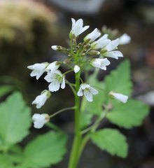Cardamine appendiculata