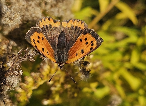 Small Copper