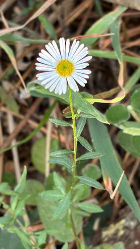 Mexican Fleabane