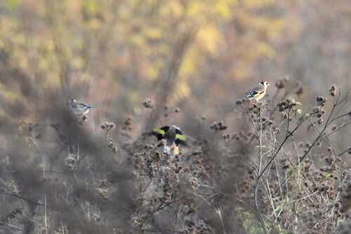 European Goldfinch