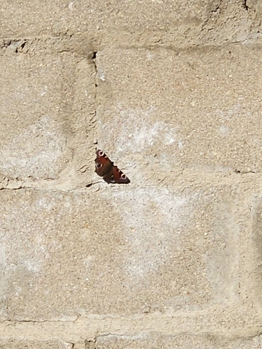 European Peacock Butterfly