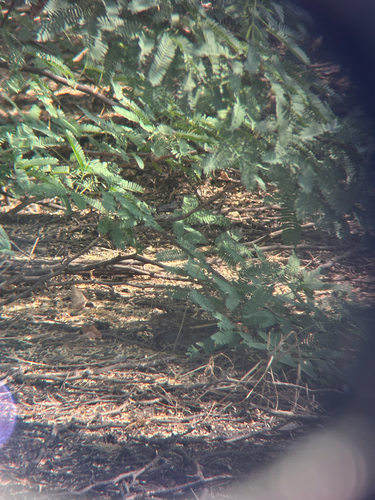 Caprimulgus affinis observed 2026-10-17