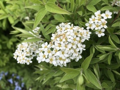 Spiraea cinerea