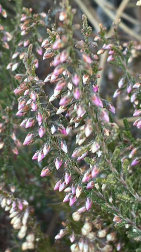 common heather