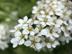 Spiraea cinerea