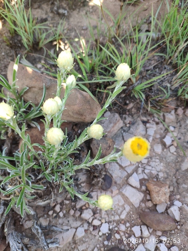 Helichrysum chionosphaerum observed 2026-10-15