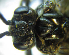 Empria liturata