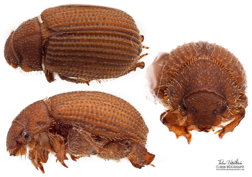 Glaresis canadensis