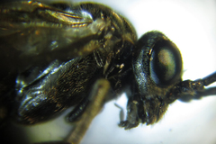 Empria liturata