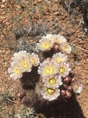 Echinomastus intertextus dasyacanthus