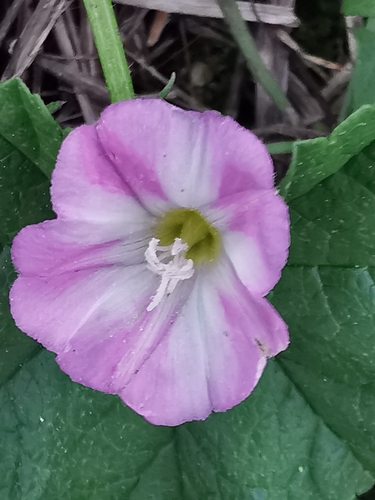field bindweed