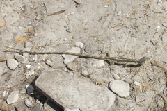 Polychrus acutirostris