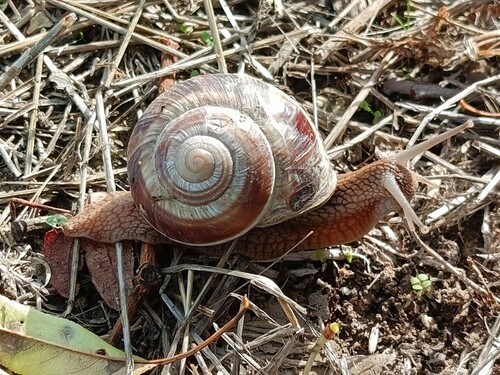 Turkish Snail