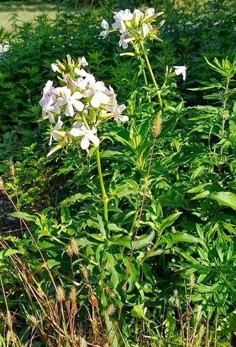 common soapwort
