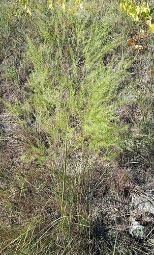 wild asparagus
