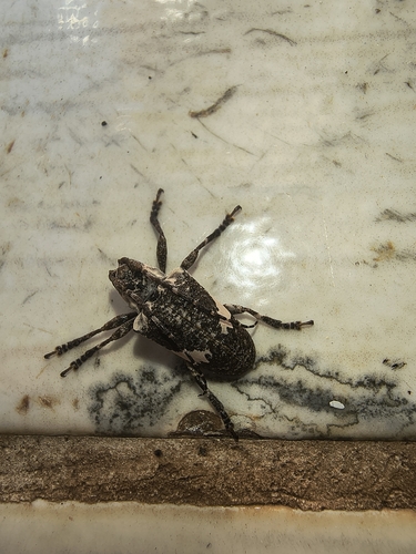 Hypsioma fasciata