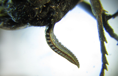 Empria liturata