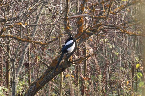 Eurasian Magpie