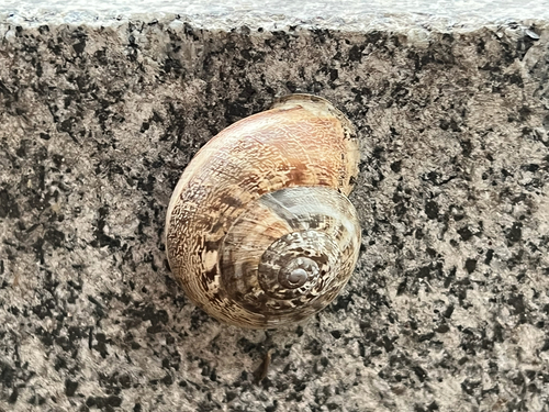 Chocolate-band Snail
