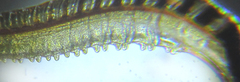 Empria liturata