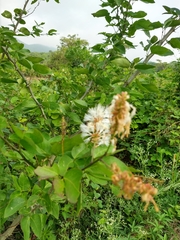 Pithecellobium lanceolatum