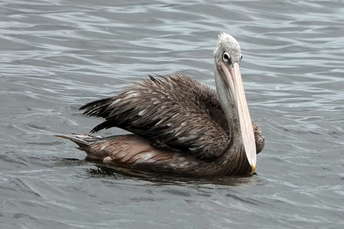 iNaturalist image