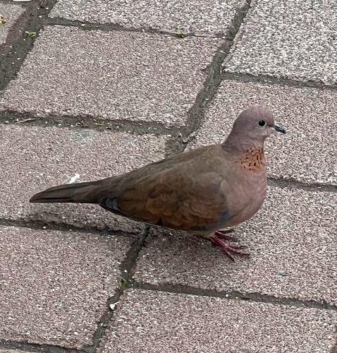Laughing Dove