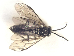 Empria liturata