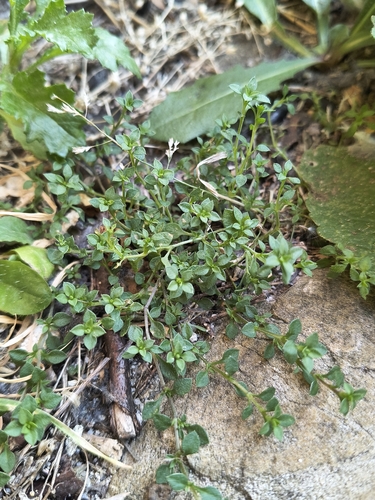 Arenaria serpyllifolia observed 2026-10-18