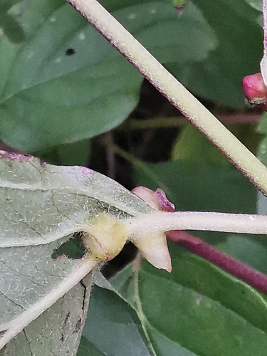 Dogwood Rivet Gall