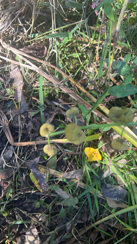 Sagittaria brevirostra, 2026-10-18