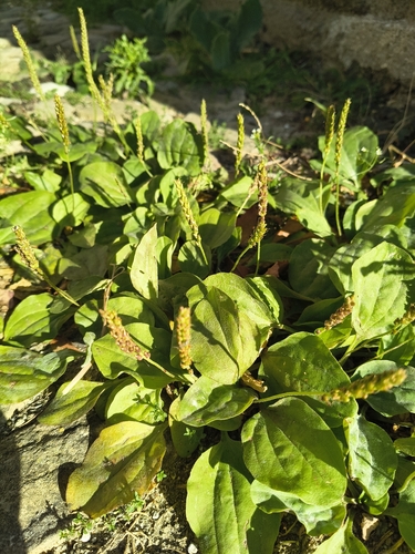 greater plantain