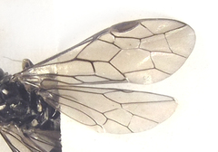 Empria liturata