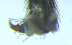 Empria liturata