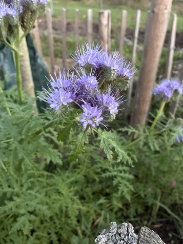 Lacy phacelia
