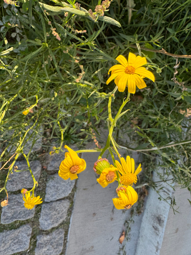Narrow-leaved Ragwort