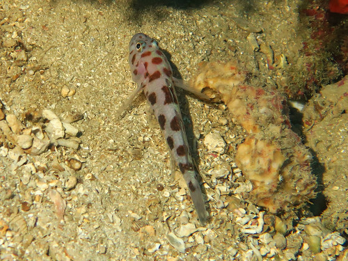 Leopard-spotted Goby