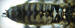 Empria liturata