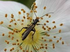 Oedemera pthysica