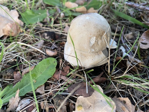 King Bolete