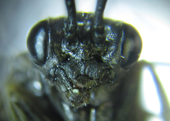 Empria liturata