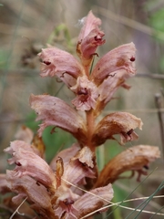 Orobanche caryophyllacea