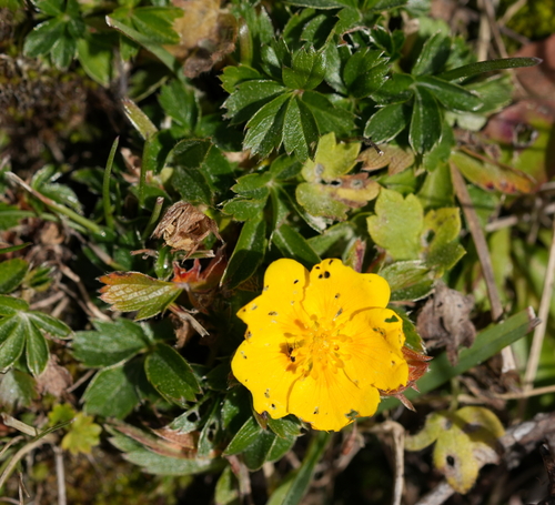 dwarf yellow cinquefoil