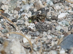 Anthophora curta