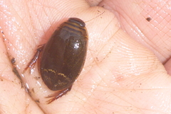 Acilius semisulcatus