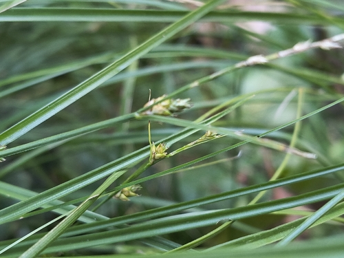 Remote Sedge