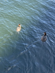 Podiceps cristatus