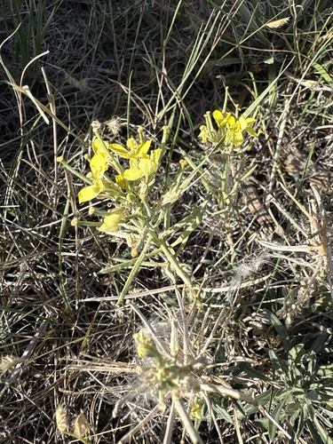 Erysimum asperum observed 2026-10-18